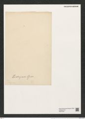 Isthmiella lindigiana (Grun. et Eul.) De-Toni (de-Toni-Nr.: Genus 116, Species 3328) Zeichnungen Sammlung Grunow (NHMW-BOT-W0375545)